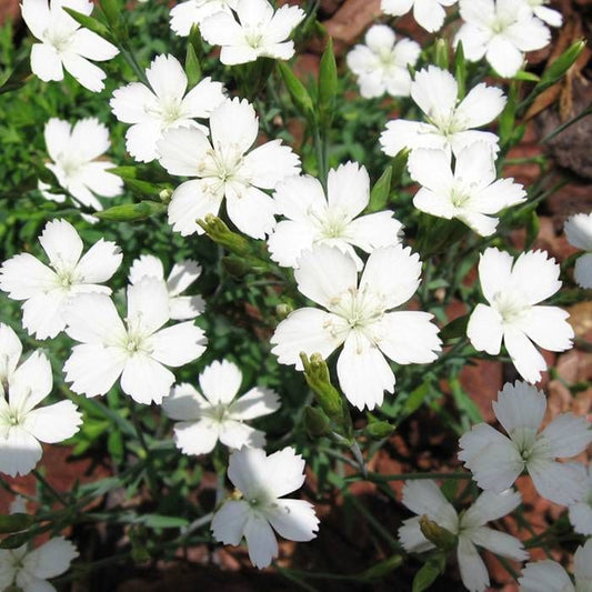 Garofițe de stâncă - Dianthus deltoides White