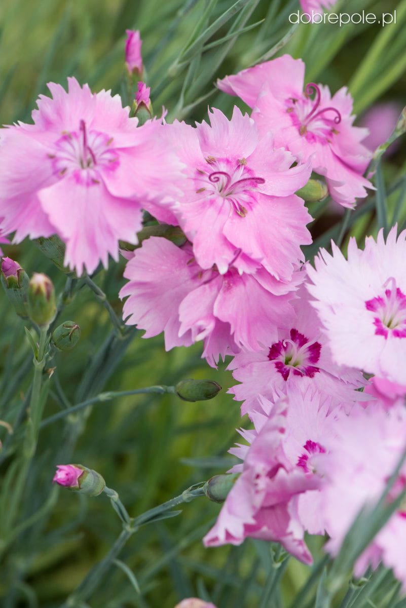 Garofițe - Dianthus plumarius Double Rose