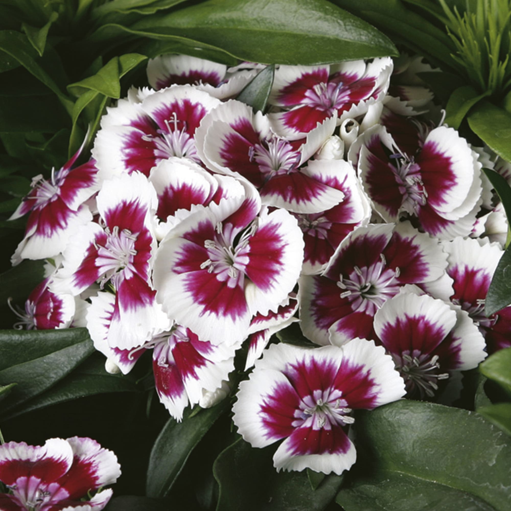 Garofiță turcească pitică - Dianthus x barbatus Barbarini® ‘Red Picotee’