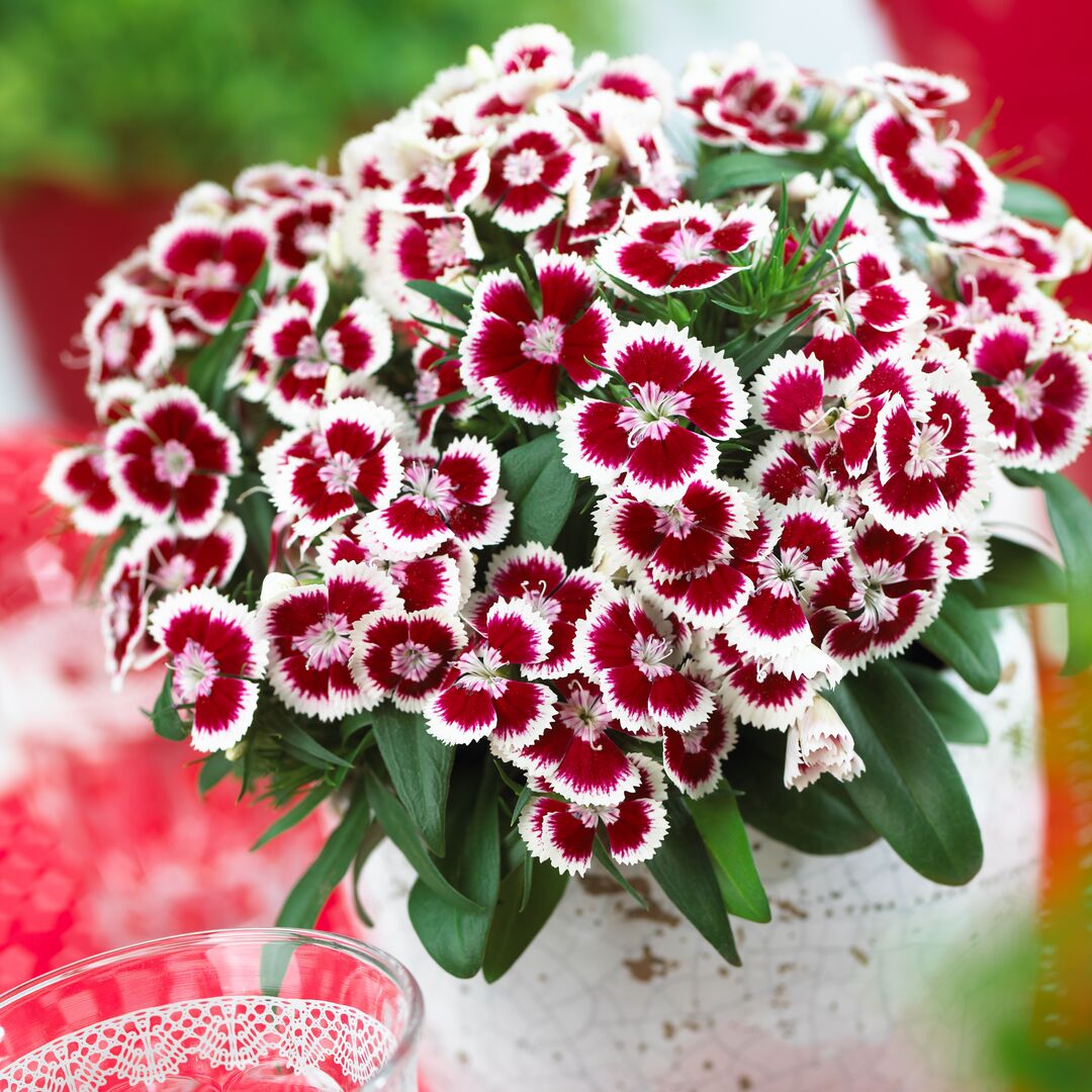 Garofiță turcească pitică - Dianthus x barbatus Barbarini® ‘Red Picotee’