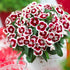 Garofiță turcească pitică - Dianthus x barbatus Barbarini® ‘Red Picotee’