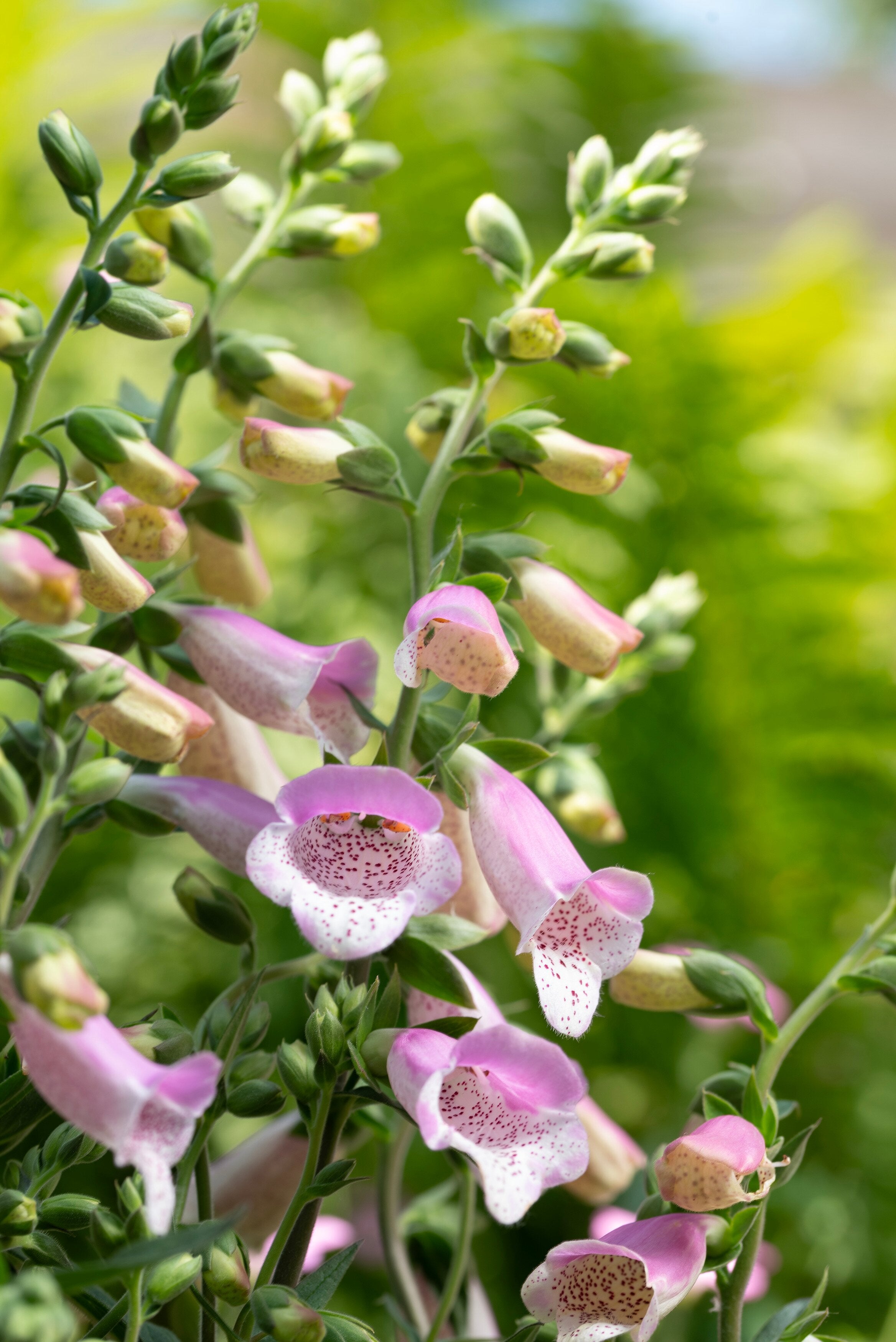 Degețel - Digitalis purpurea ‘Hanabee Pink’