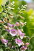 Degețel - Digitalis purpurea ‘Hanabee Pink’