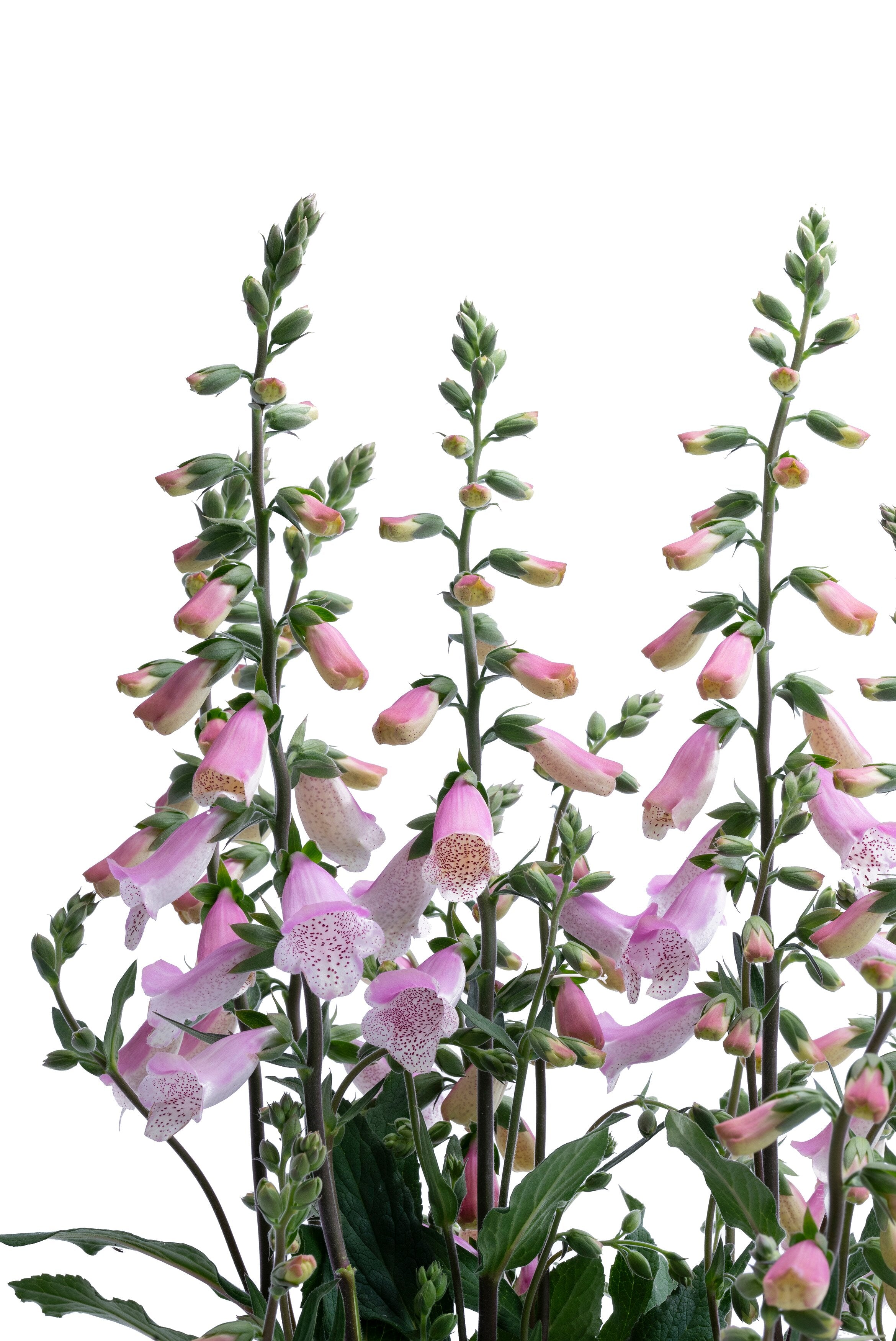 Degețel - Digitalis purpurea ‘Hanabee Pink’