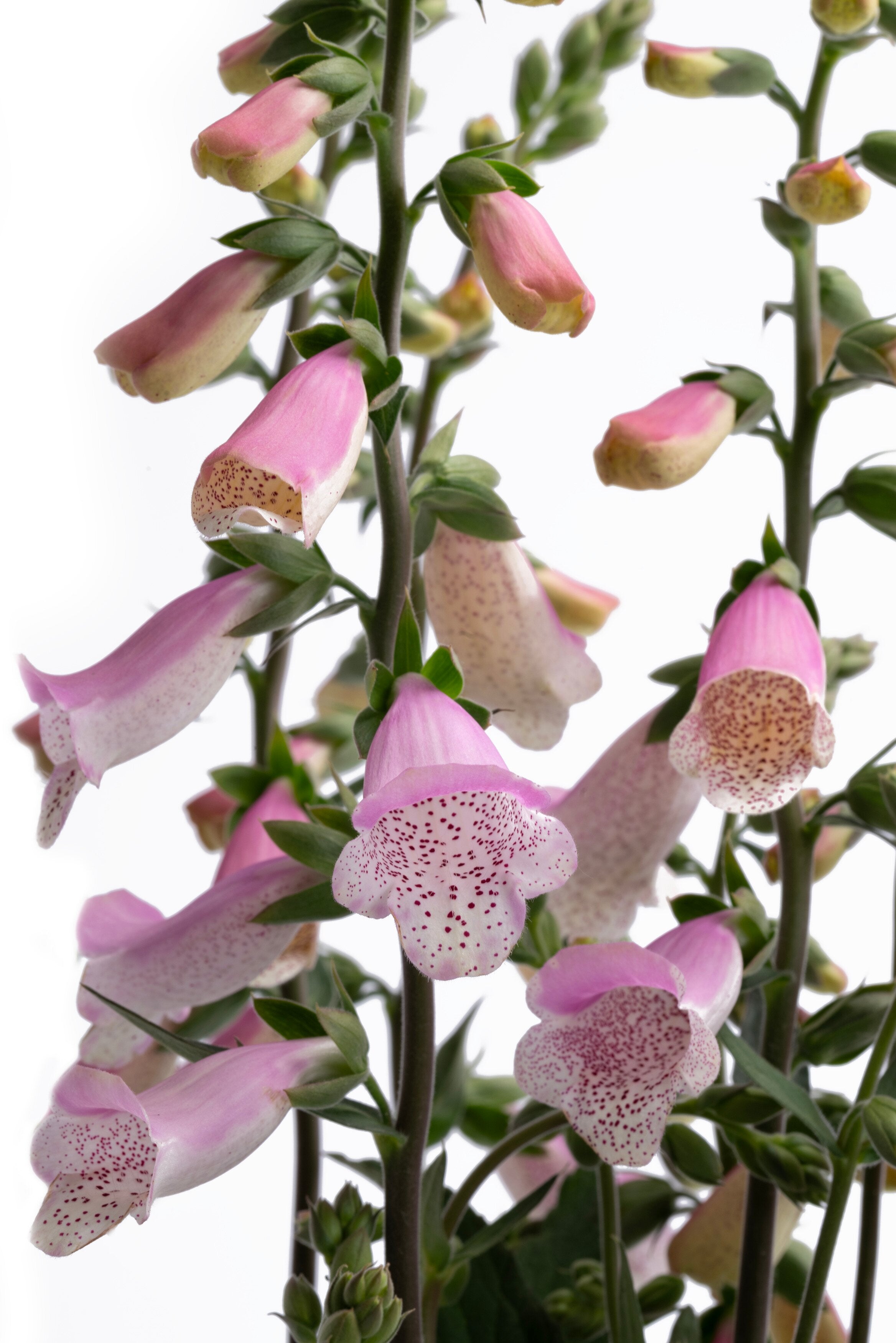 Degețel - Digitalis purpurea ‘Hanabee Pink’