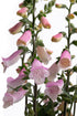 Degețel - Digitalis purpurea ‘Hanabee Pink’