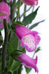 Degețel - Digitalis purpurea ‘Hanabee Deep Rose’