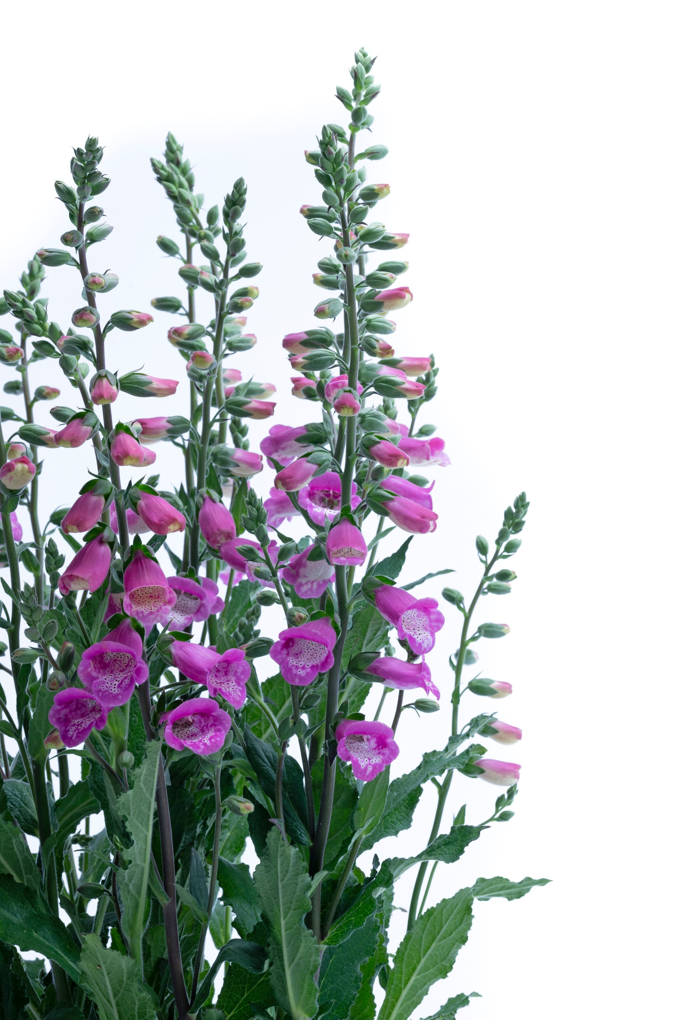 Degețel - Digitalis purpurea ‘Hanabee Deep Rose’