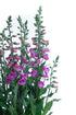 Degețel - Digitalis purpurea ‘Hanabee Deep Rose’