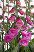 Degețel - Digitalis purpurea ‘Hanabee Deep Rose’