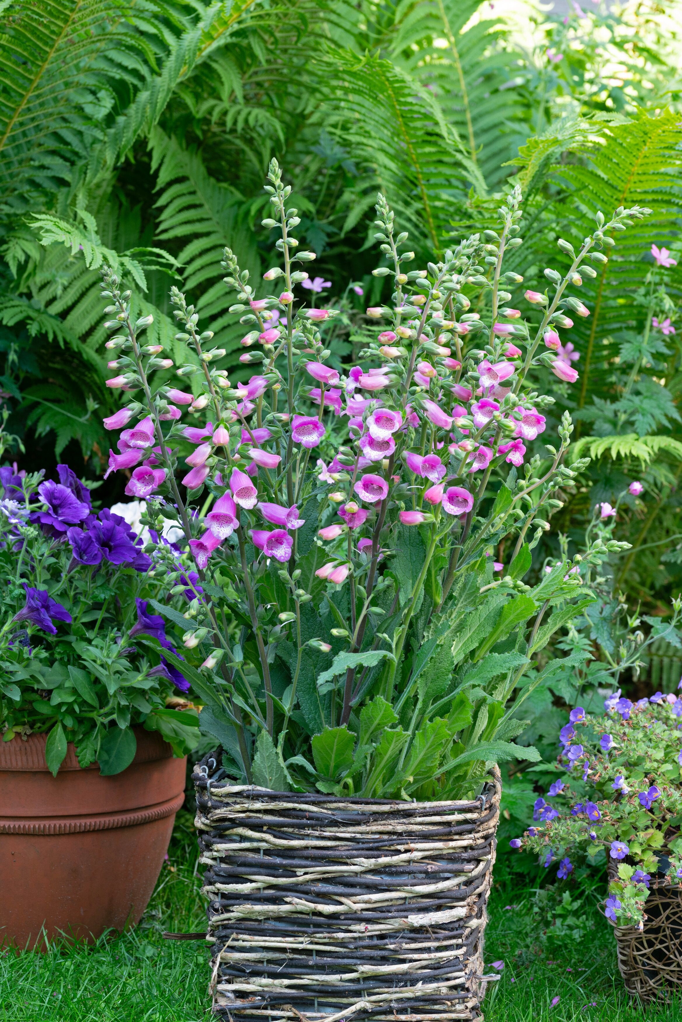 Degețel - Digitalis purpurea ‘Hanabee Deep Rose’