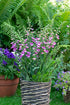 Degețel - Digitalis purpurea ‘Hanabee Deep Rose’