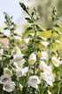 Degețel - Digitalis purpurea ‘Hanabee White’