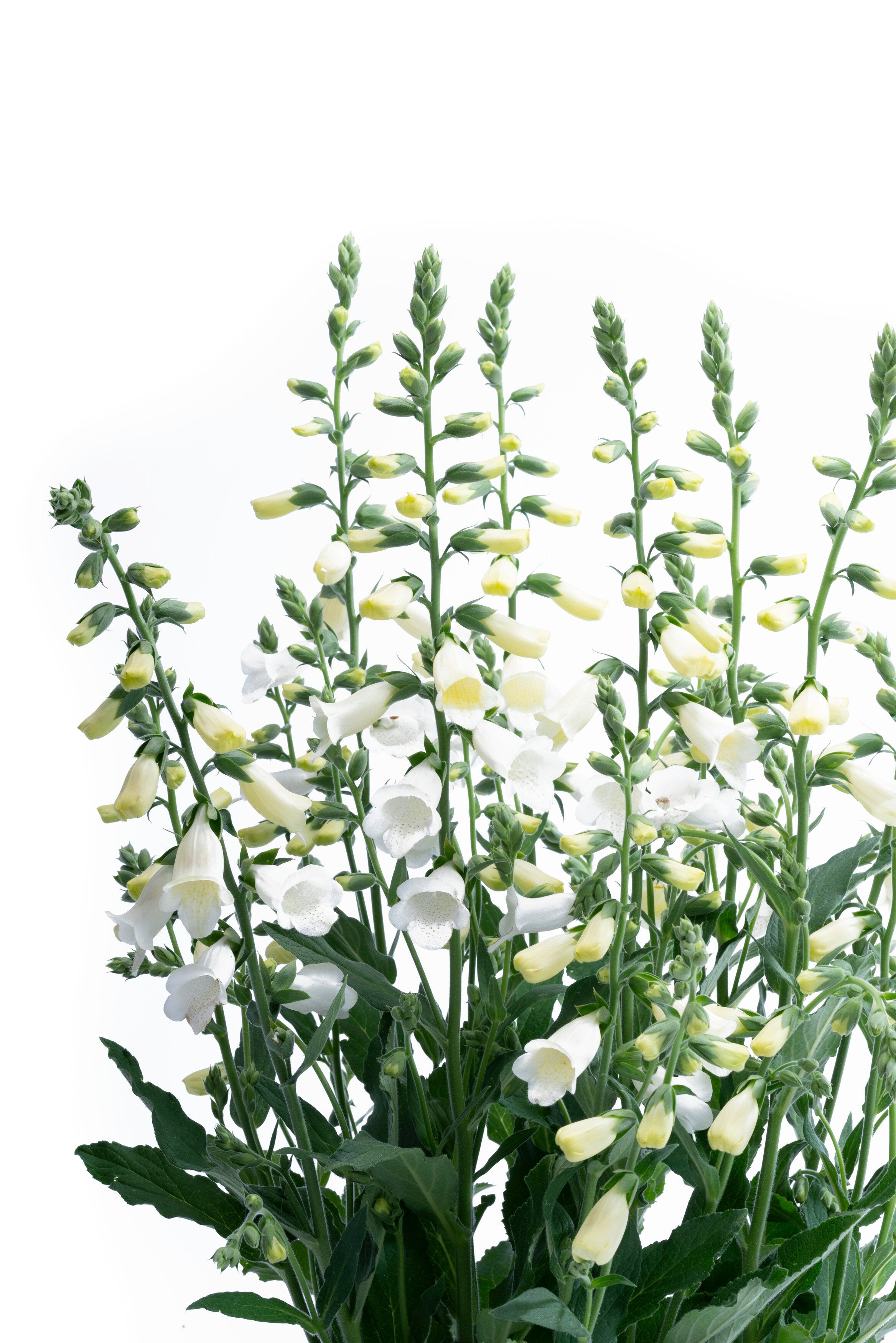 Degețel - Digitalis purpurea ‘Hanabee White’