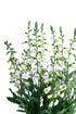 Degețel - Digitalis purpurea ‘Hanabee White’