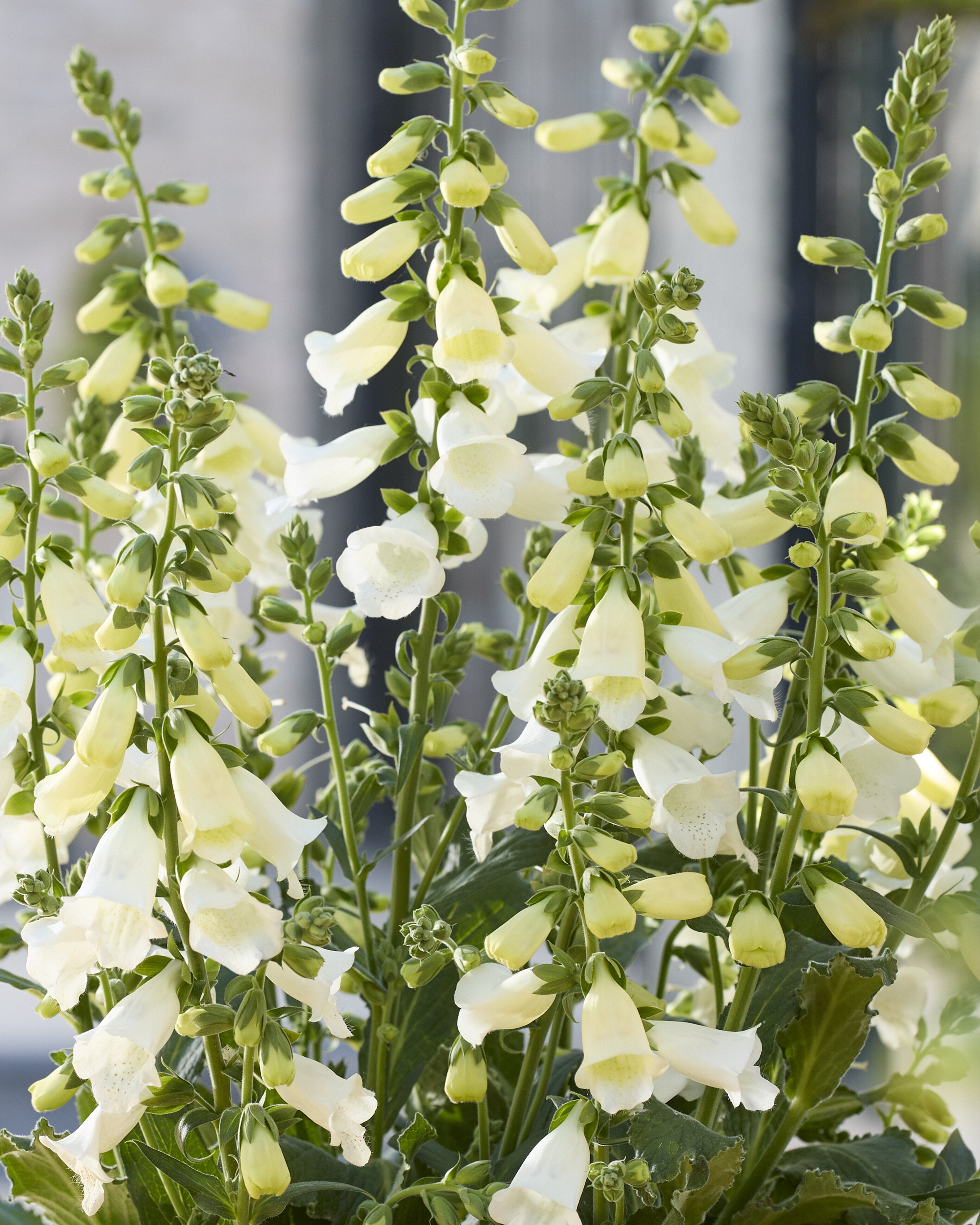 Degețel - Digitalis purpurea ‘Hanabee White’