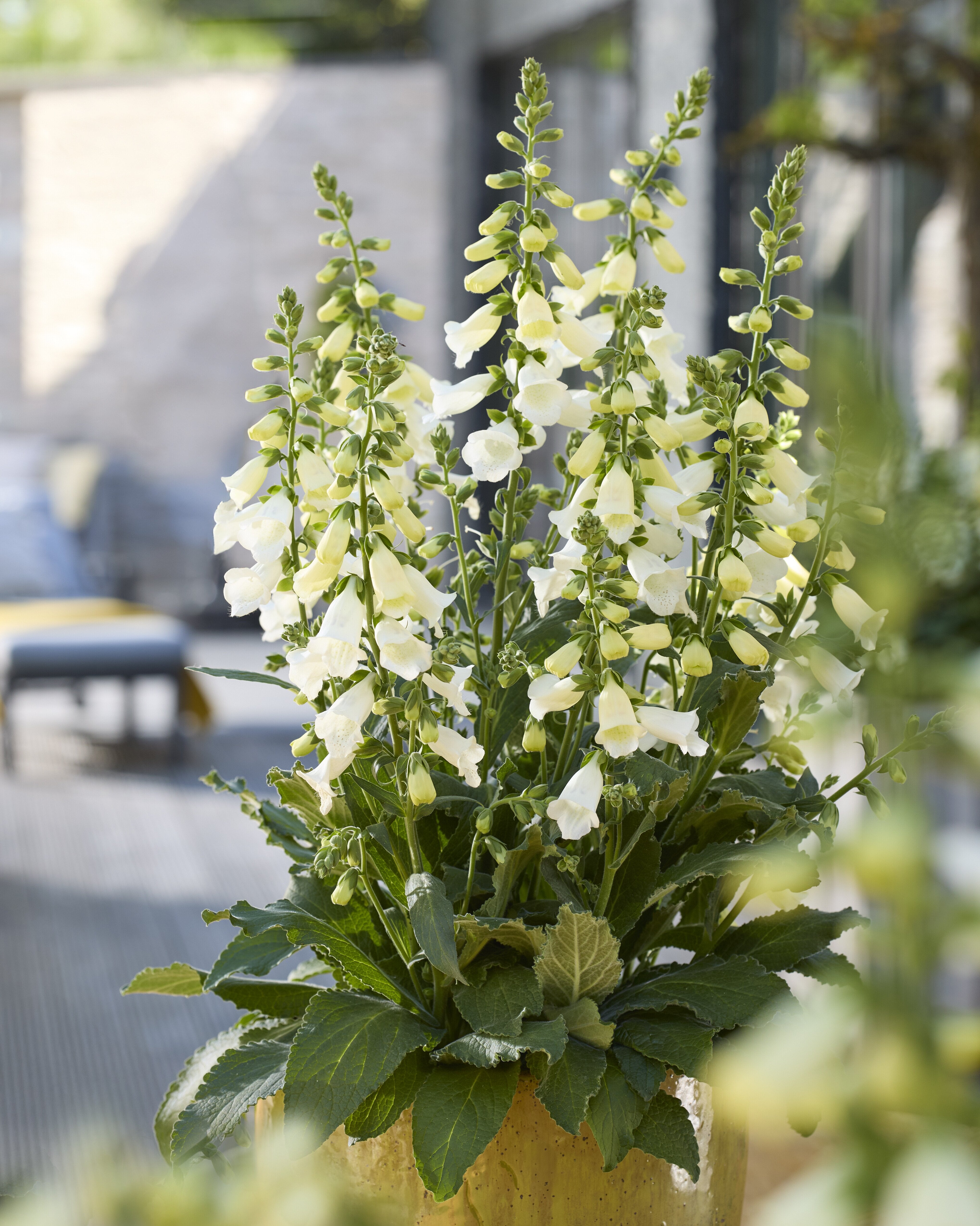 Degețel - Digitalis purpurea ‘Hanabee White’