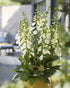 Degețel - Digitalis purpurea ‘Hanabee White’