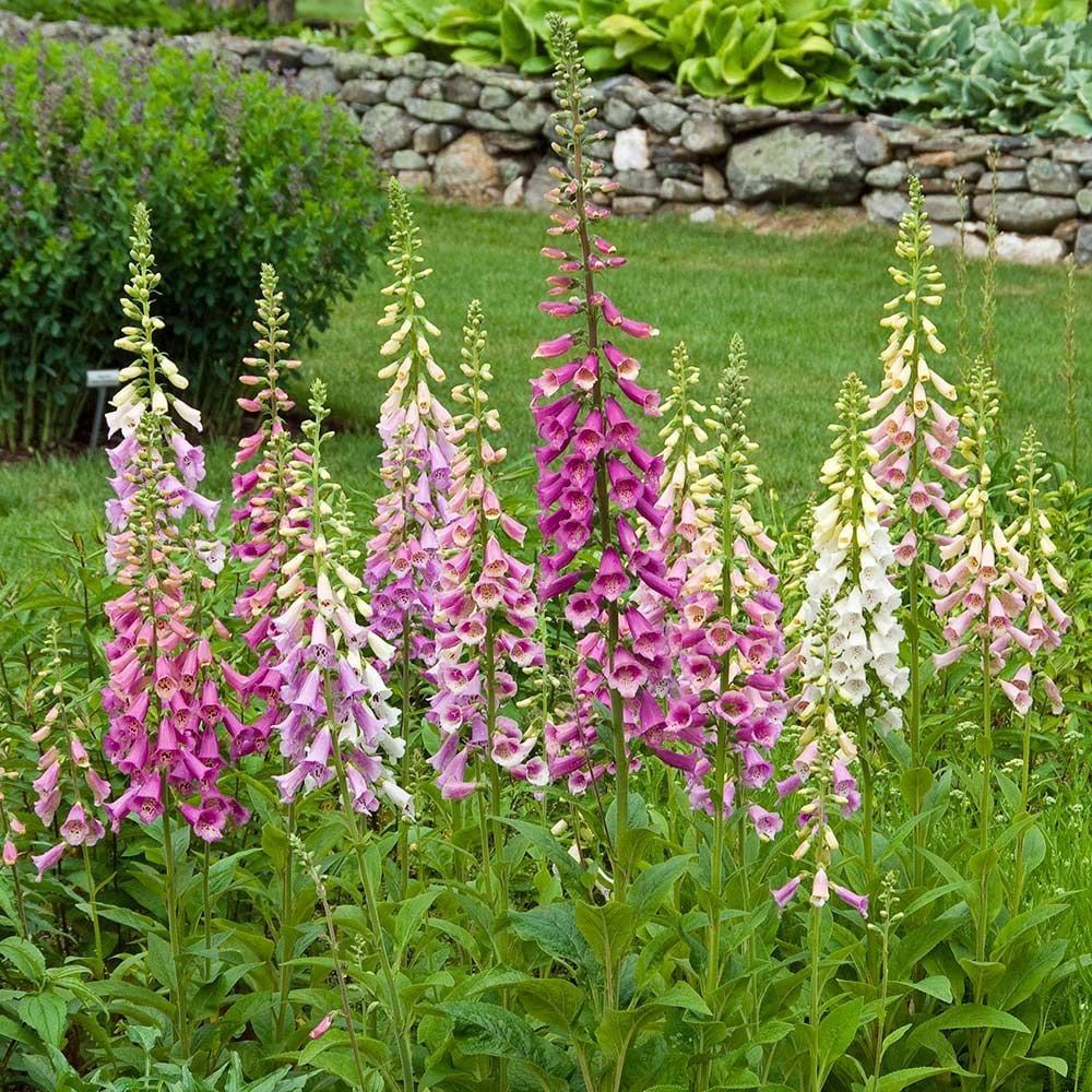 Degețel - Digitalis purpurea Dalmatian F1 Purple