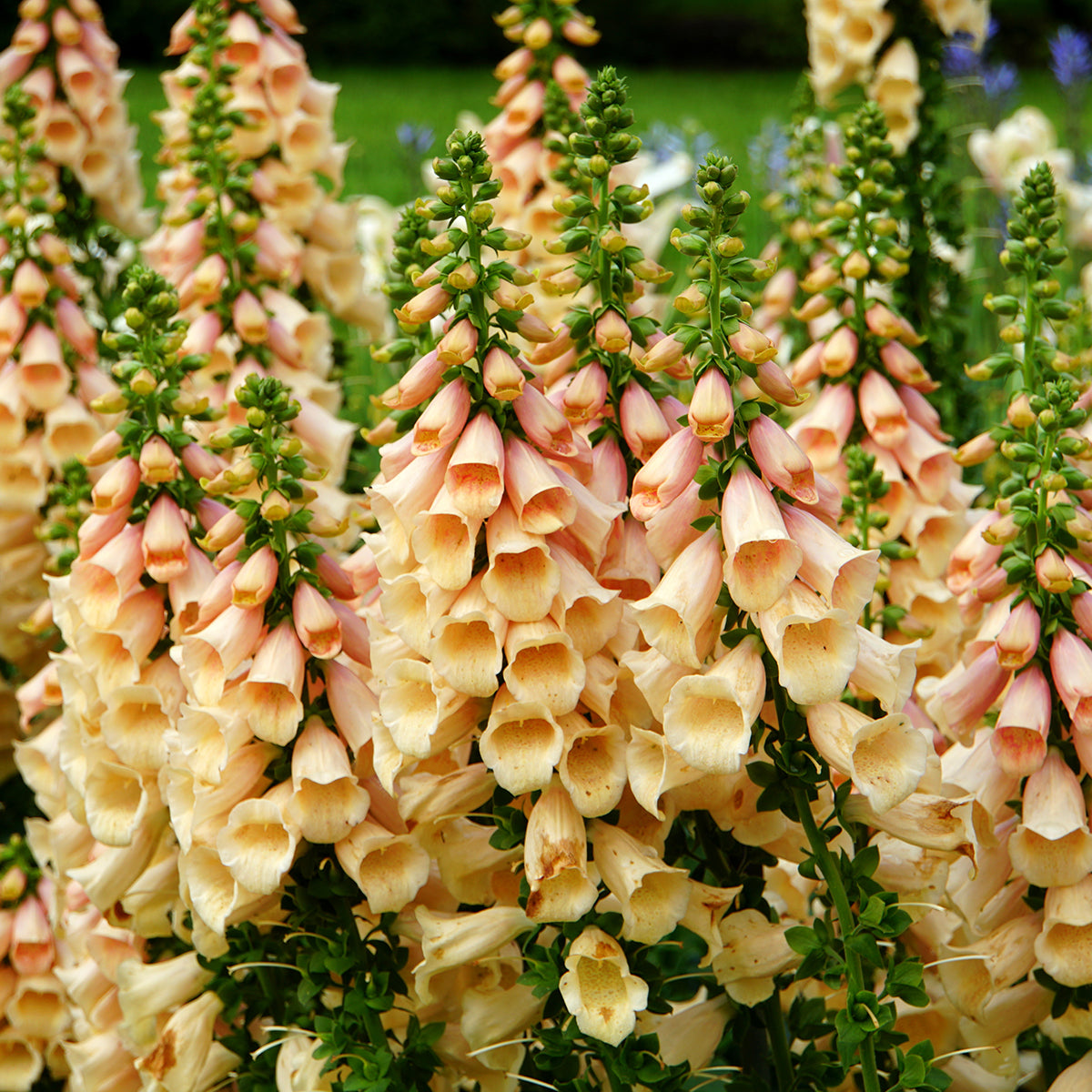 Degețel - Digitalis purpurea Dalmatian F1 Peach