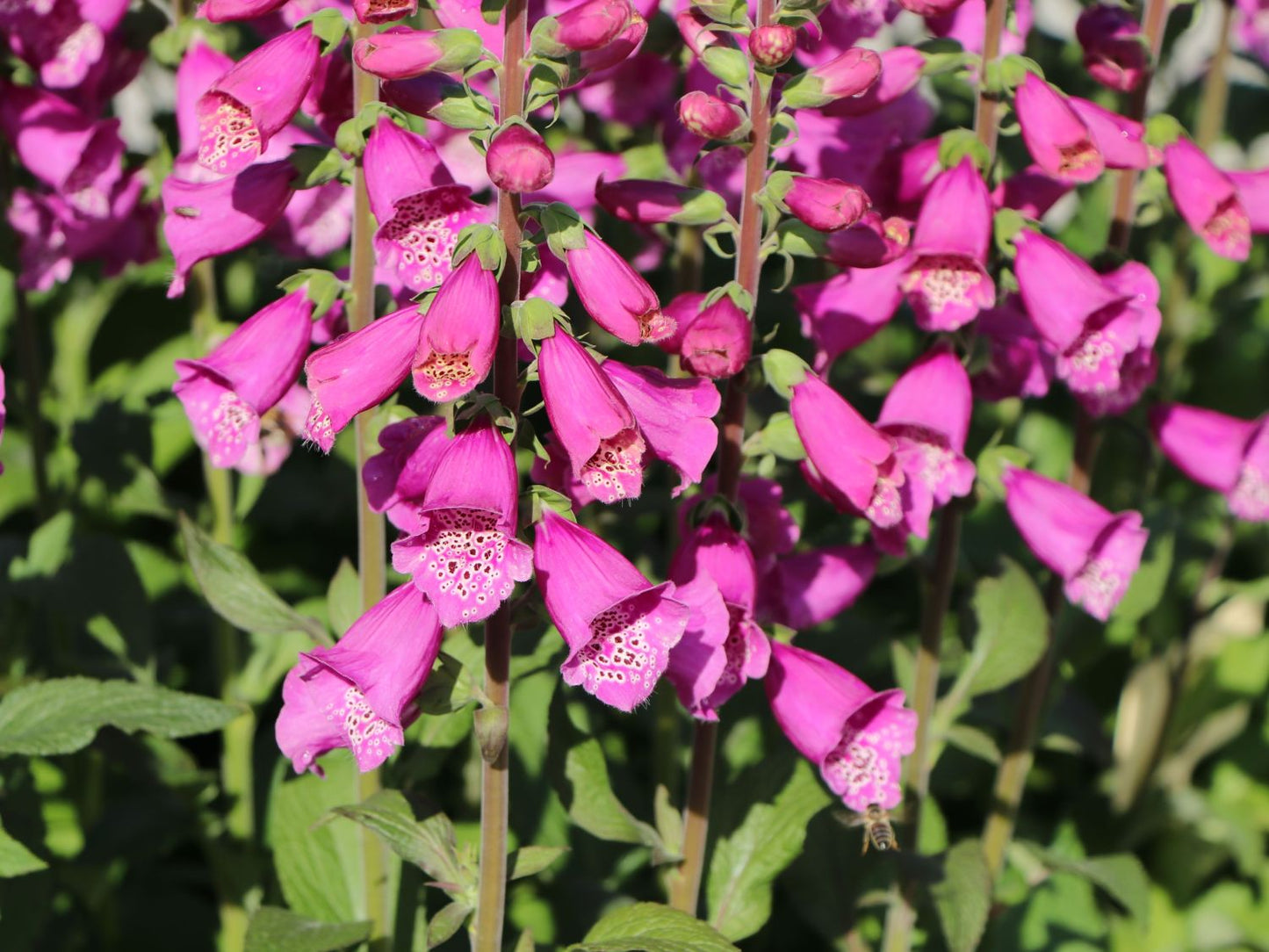 Degețel - Digitalis purpurea Dalmatian F1 Purple