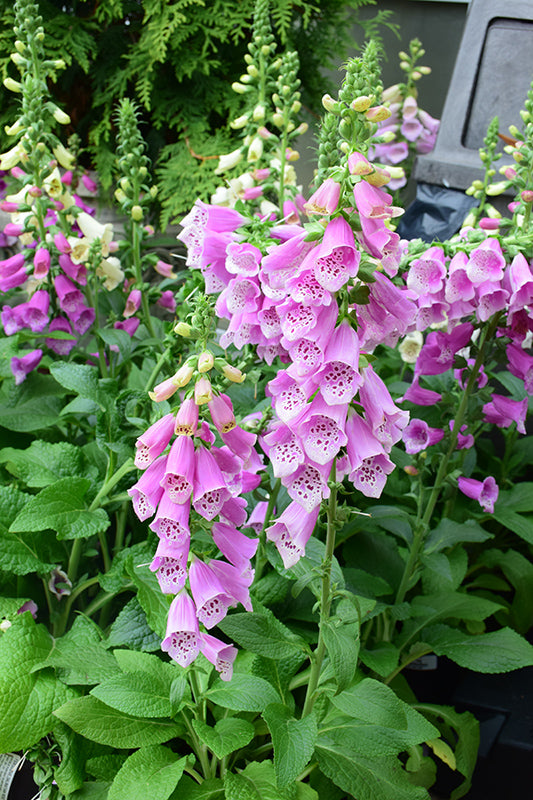 Degețel - Digitalis purpurea Dalmatian F1 Rose