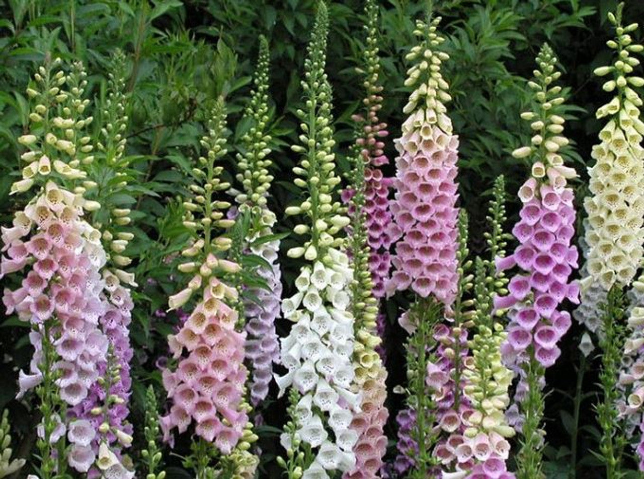 Degețel - Digitalis purpurea Foxy Mix