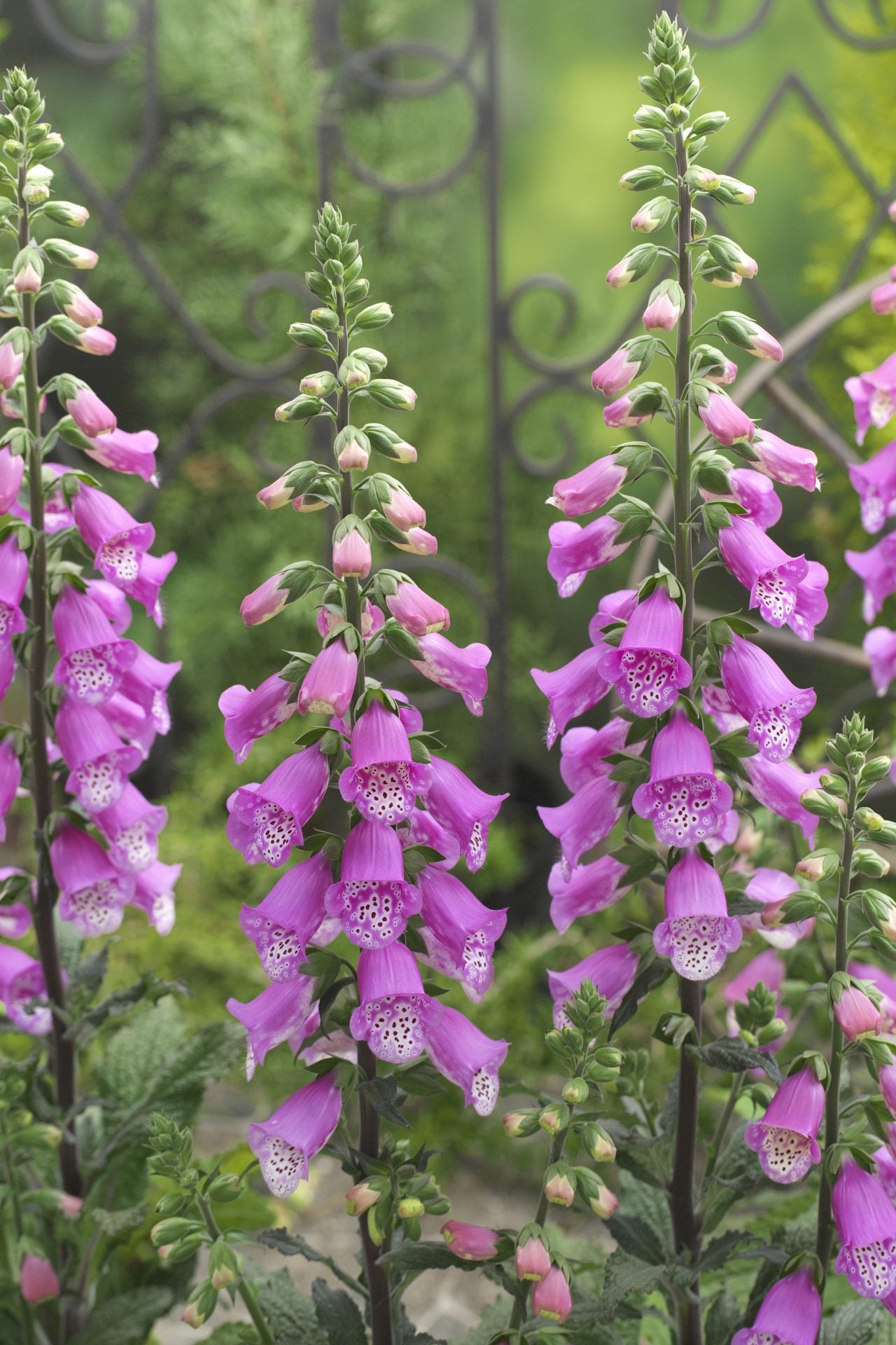 Degețel- Digitalis purpurea 'Panther'