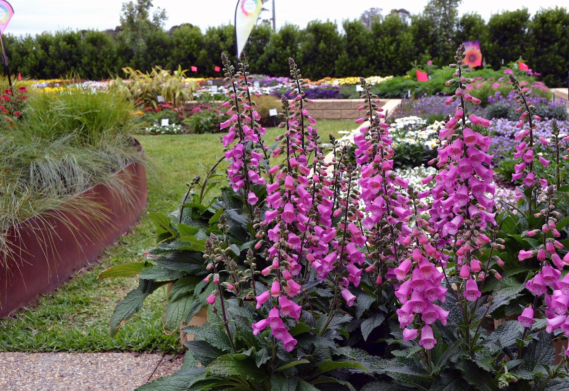 Degețel- Digitalis purpurea 'Panther'