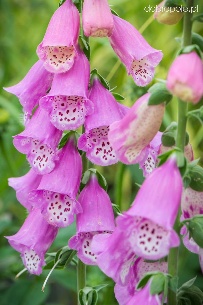 Degețel- Digitalis purpurea 'Panther'