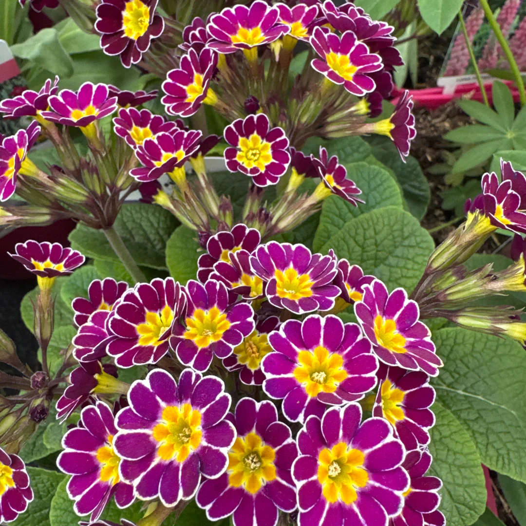 Primule - Primula veris Little Queen Violet