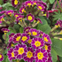 Primule - Primula veris Little Queen Violet