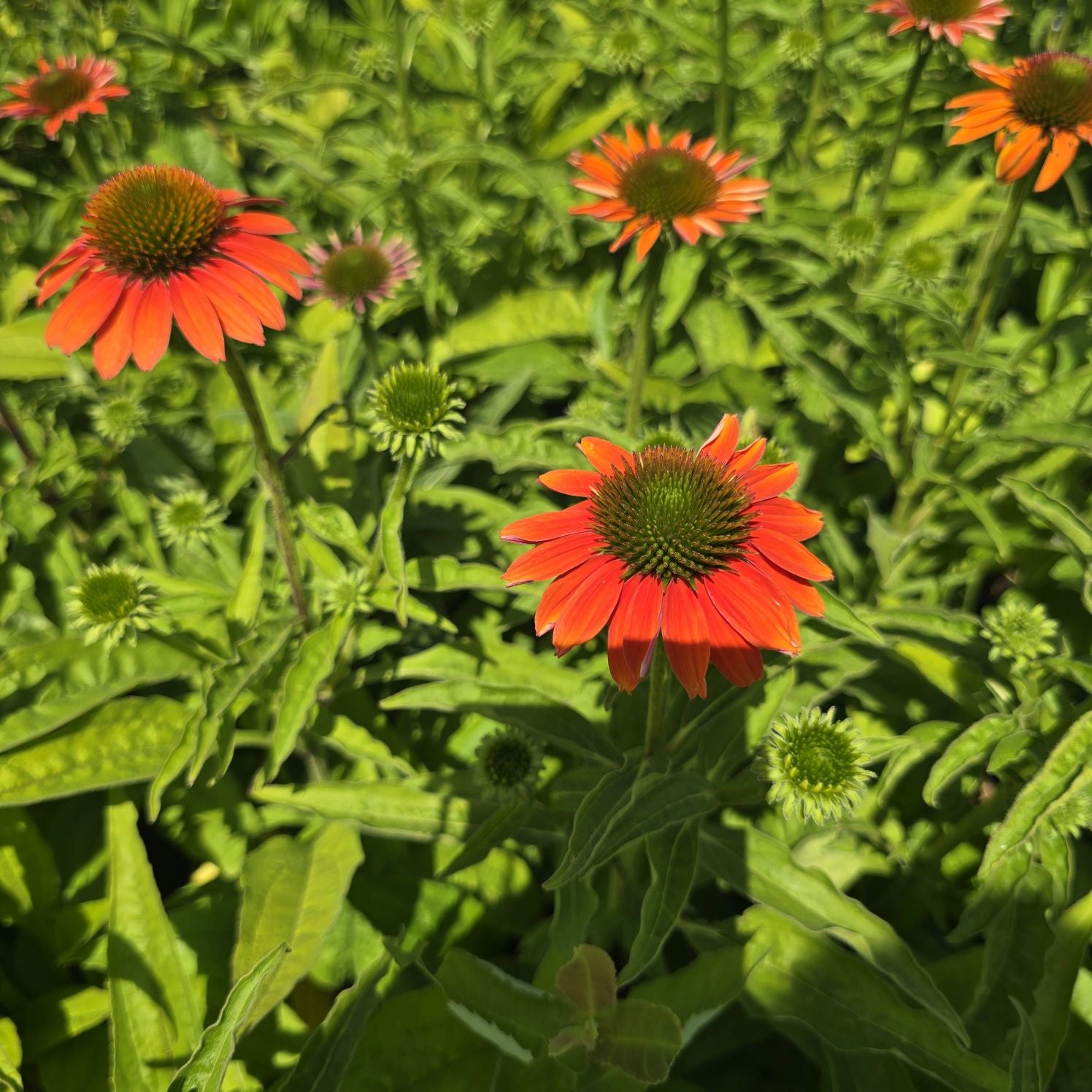 Echinacea Lakota Orange - Echinacea Purpurea 'Lakota™ Orange'
