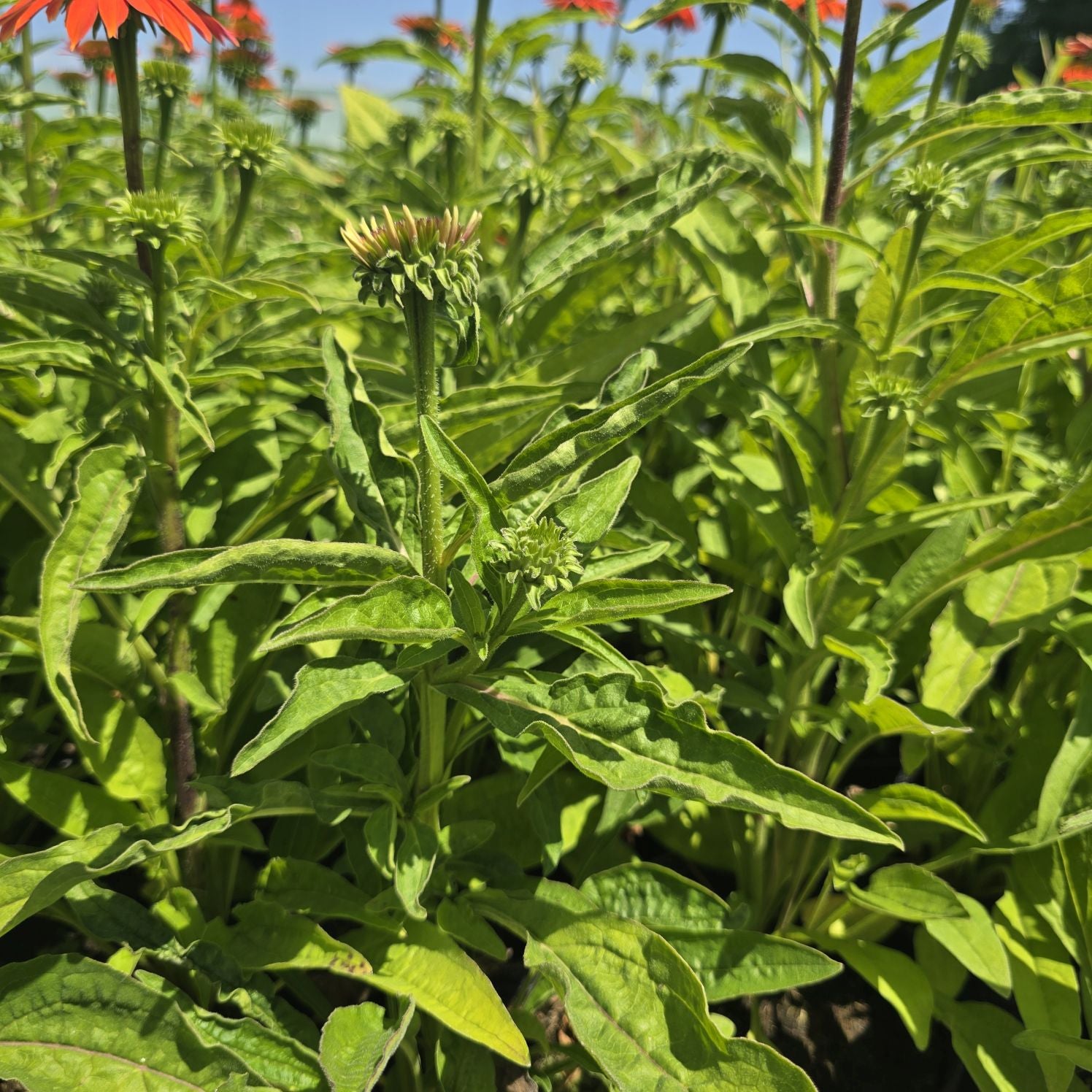 Echinacea Lakota Orange - Echinacea Purpurea 'Lakota™ Orange'