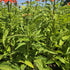Echinacea Lakota Orange - Echinacea Purpurea 'Lakota™ Orange'