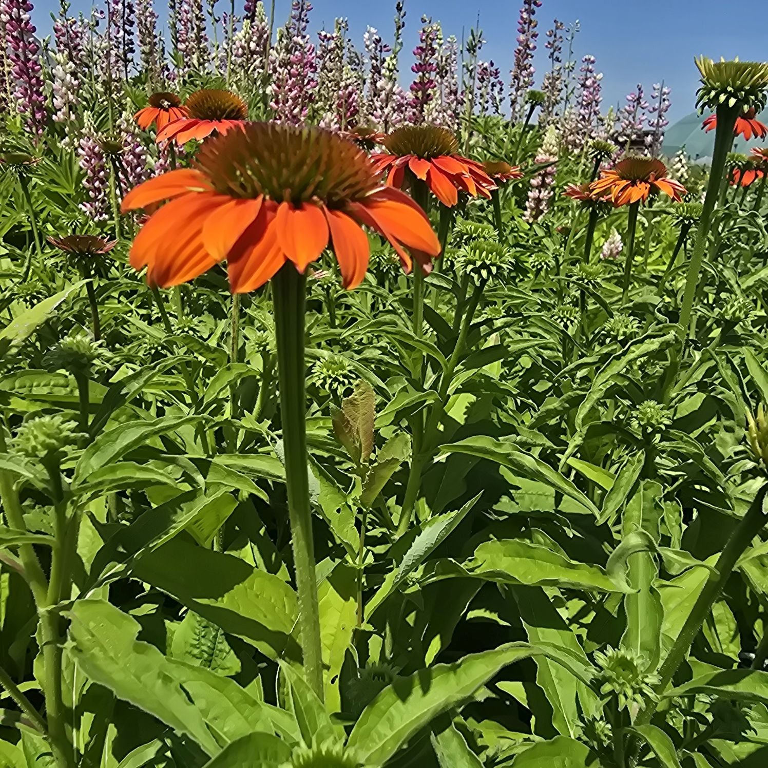 Echinacea Lakota Orange - Echinacea Purpurea 'Lakota™ Orange'