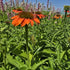 Echinacea Lakota Orange - Echinacea Purpurea 'Lakota™ Orange'