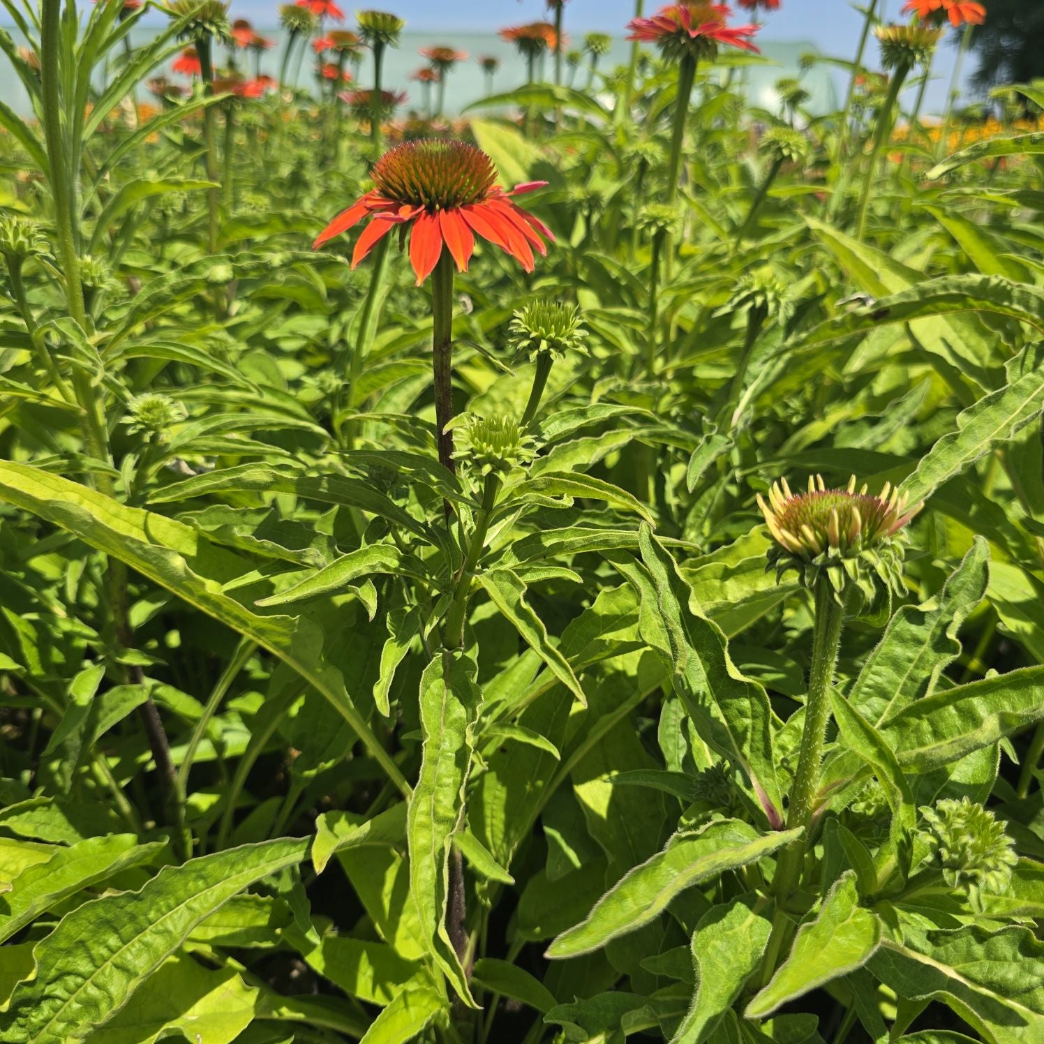 Echinacea Lakota Orange - Echinacea Purpurea 'Lakota™ Orange'