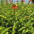 Echinacea Lakota Orange - Echinacea Purpurea 'Lakota™ Orange'