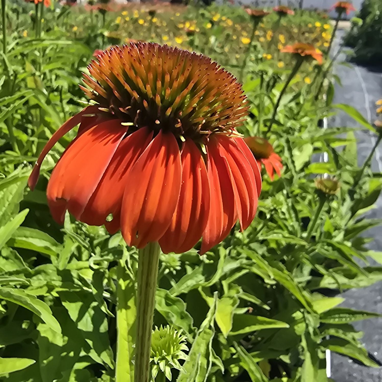 Echinacea Lakota Orange - Echinacea Purpurea 'Lakota™ Orange'