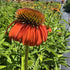 Echinacea Lakota Orange - Echinacea Purpurea 'Lakota™ Orange'