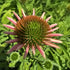 Echinacea Lakota Orange - Echinacea Purpurea 'Lakota™ Orange'