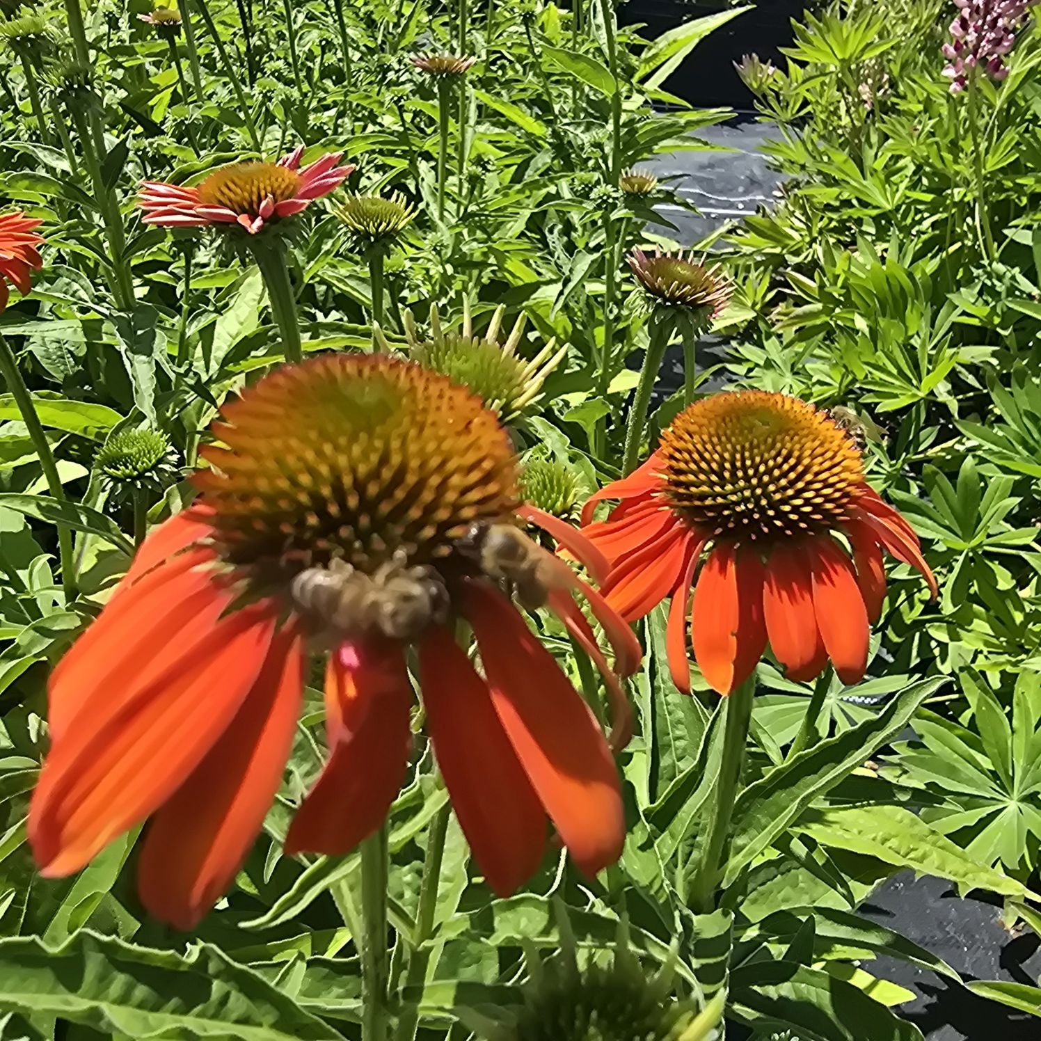 Echinacea Lakota Orange - Echinacea Purpurea 'Lakota™ Orange'