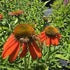 Echinacea Lakota Orange - Echinacea Purpurea 'Lakota™ Orange'