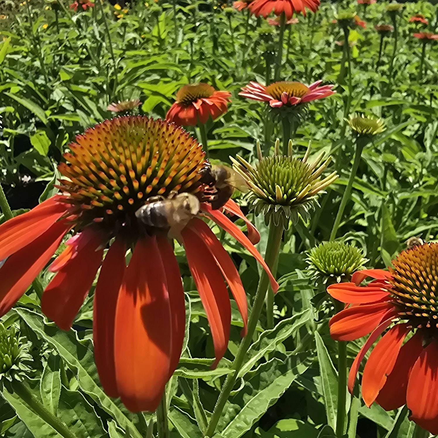 Echinacea Lakota Orange - Echinacea Purpurea 'Lakota™ Orange'