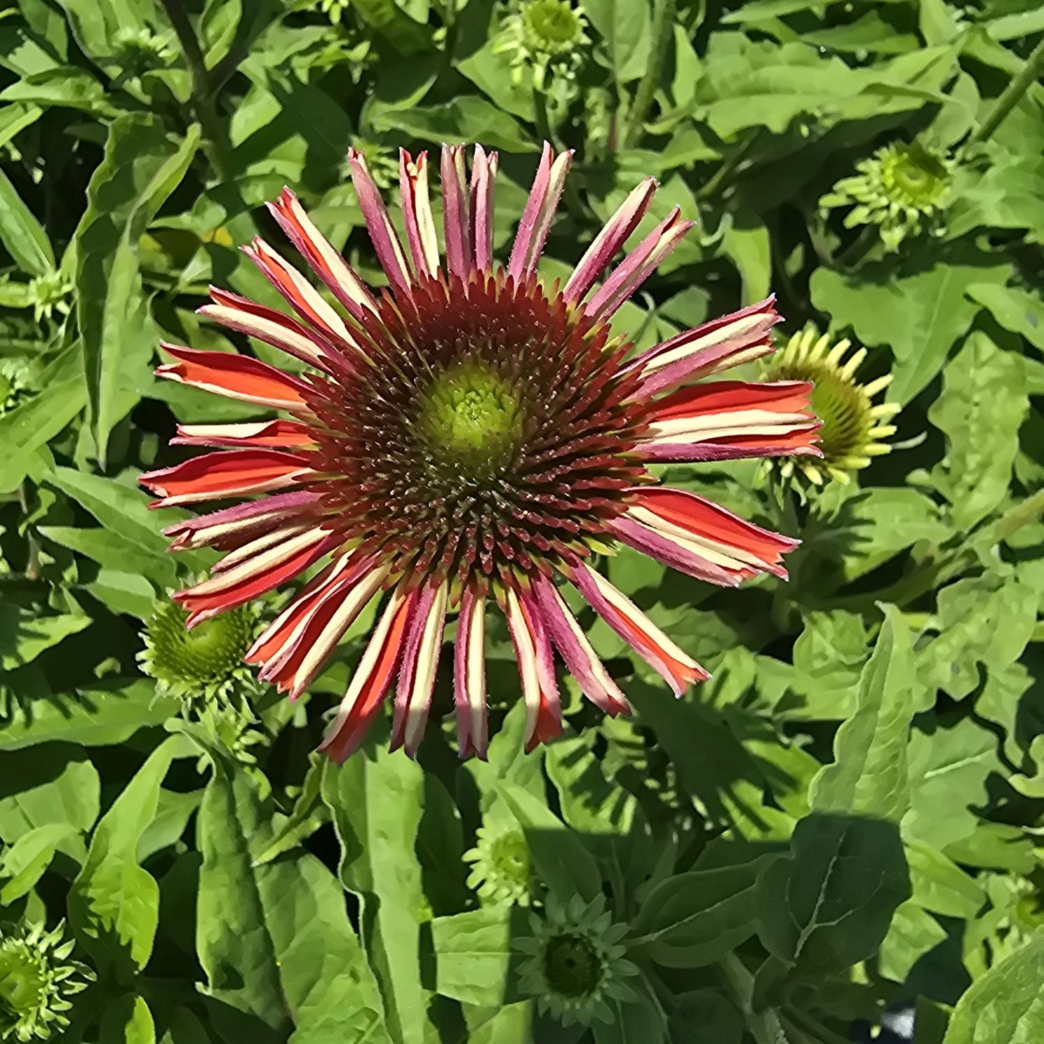Echinacea Lakota Red - Echinacea Purpurea 'Lakota™ Red'