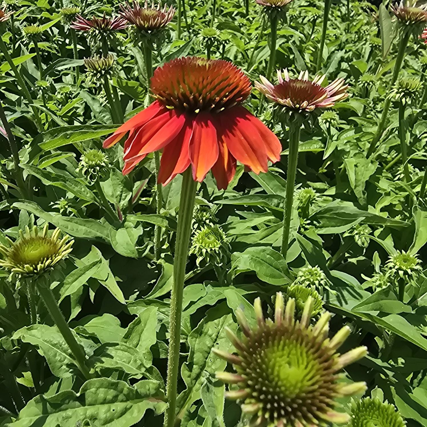 Echinacea Lakota Red - Echinacea Purpurea 'Lakota™ Red'