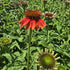 Echinacea Lakota Red - Echinacea Purpurea 'Lakota™ Red'