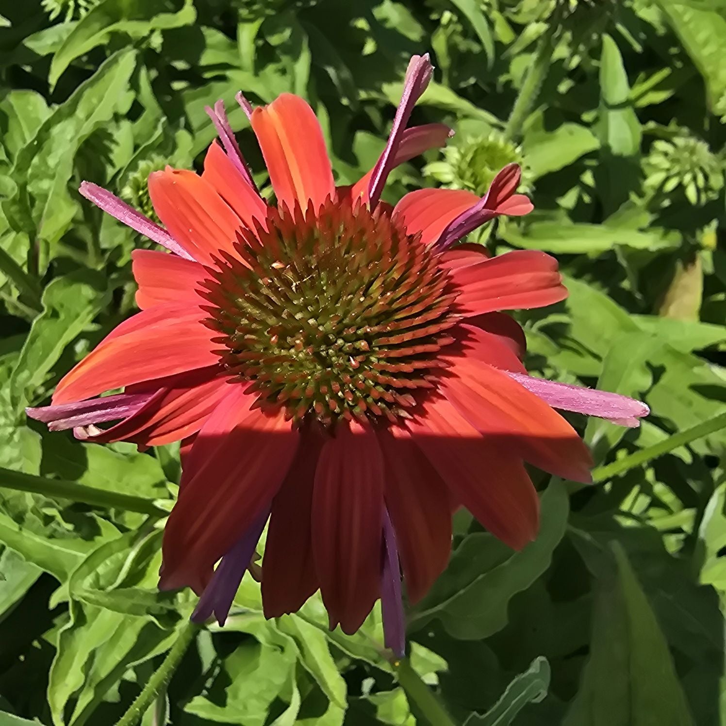 Echinacea Lakota Red - Echinacea Purpurea 'Lakota™ Red'