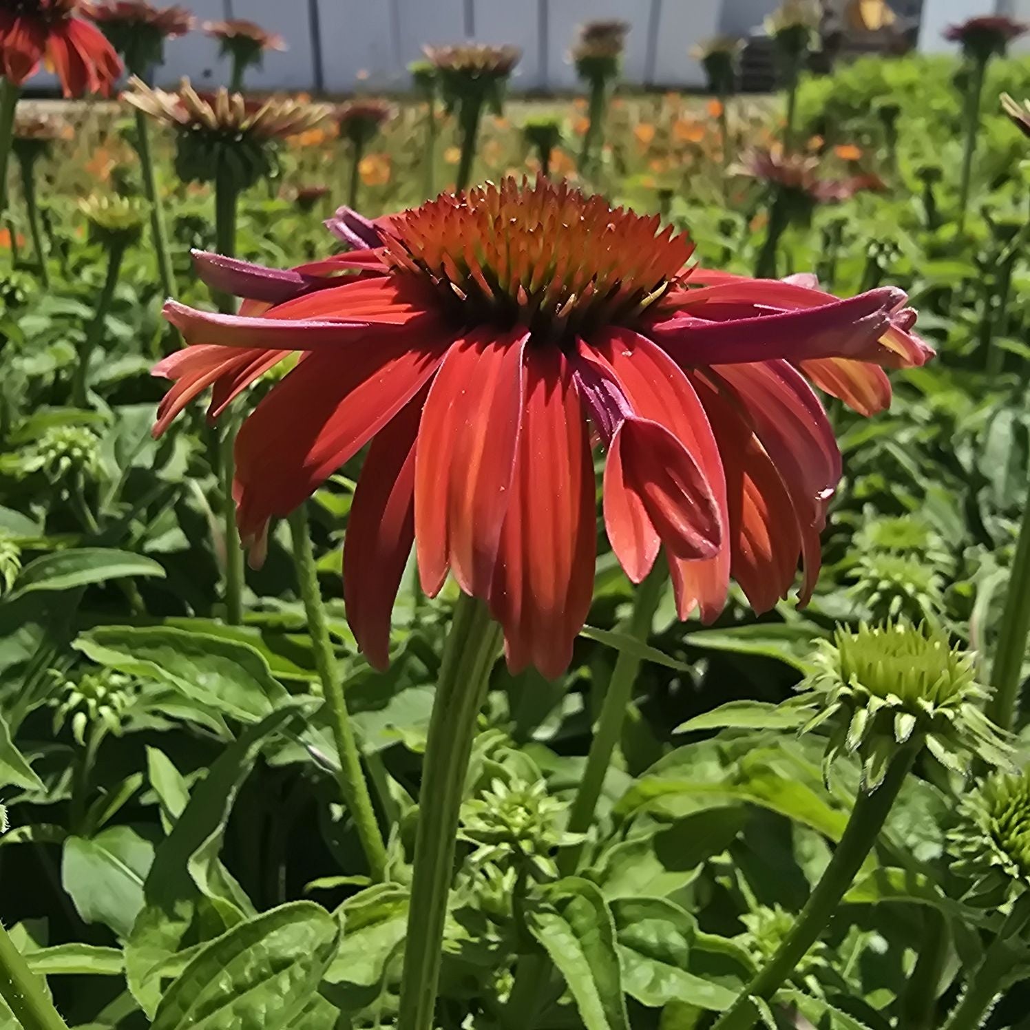 Echinacea Lakota Red - Echinacea Purpurea 'Lakota™ Red'